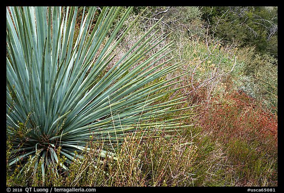 Succulent and shurb. San Gabriel Mountains National Monument, California, USA (color)