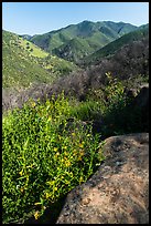 Stebbins Cold Canyon Reserve, Putah Creek Wildlife Area. Berryessa Snow Mountain National Monument, California, USA ( color)