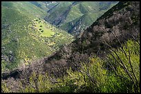 Hills, Stebbins Cold Canyon Reserve, Putah Creek Wildlife Area. Berryessa Snow Mountain National Monument, California, USA ( color)