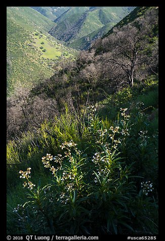 Spring wildflowers above Cold Canyon, Putah Creek Wildlife Are. Berryessa Snow Mountain National Monument, California, USA (color)