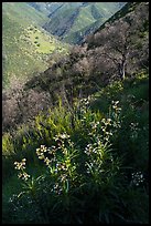 Spring wildflowers above Cold Canyon, Putah Creek Wildlife Are. Berryessa Snow Mountain National Monument, California, USA ( color)