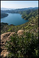 Ridgeline view of spring wildflowers above Lake Berryessa. Berryessa Snow Mountain National Monument, California, USA ( color)