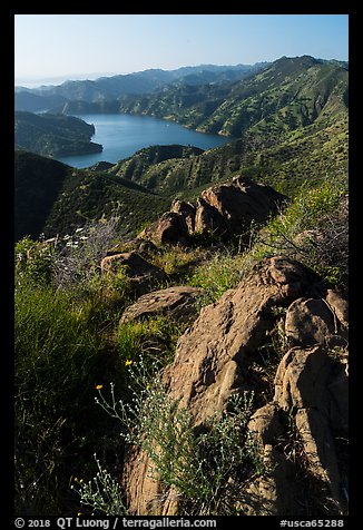 Wildflowers on Blue Ridge above Lake Berryessa. Berryessa Snow Mountain National Monument, California, USA