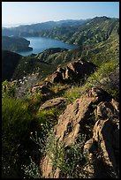 Wildflowers on Blue Ridge above Lake Berryessa. Berryessa Snow Mountain National Monument, California, USA ( color)