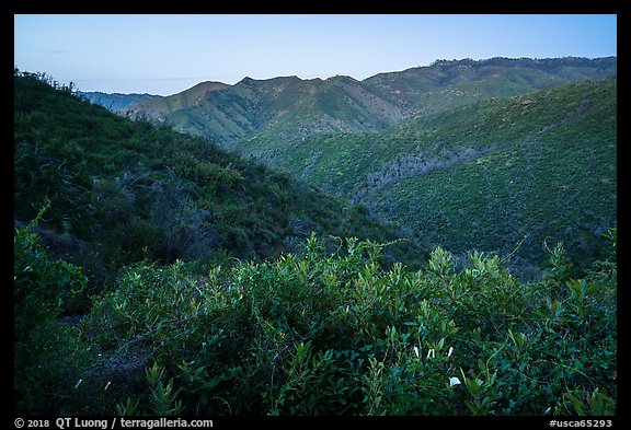 Wildflowers above Cold Canyon at dusk. Berryessa Snow Mountain National Monument, California, USA (color)