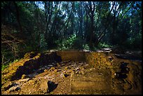 Old Homestead site, Stebbins Cold Canyon Reserve. Berryessa Snow Mountain National Monument, California, USA ( color)