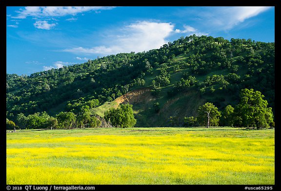 Meadow with yellow carpet of wildflowers, Knoxville Wildlife Area. Berryessa Snow Mountain National Monument, California, USA (color)