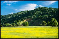 Meadow with yellow carpet of wildflowers, Knoxville Wildlife Area. Berryessa Snow Mountain National Monument, California, USA ( color)