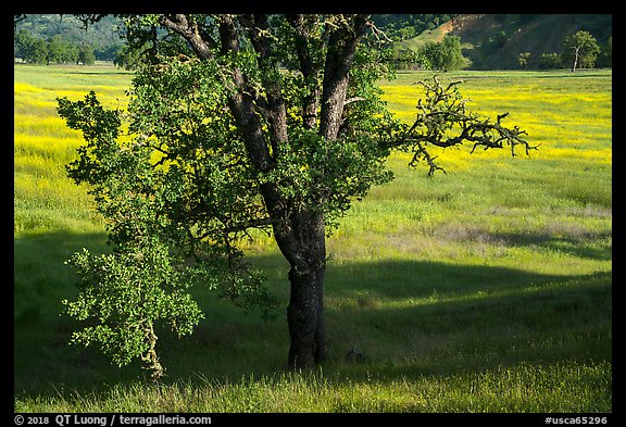 Oak and wildflower covered meadow, Knoxville Wildlife Area. Berryessa Snow Mountain National Monument, California, USA (color)