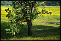 Oak and wildflower covered meadow, Knoxville Wildlife Area. Berryessa Snow Mountain National Monument, California, USA ( color)