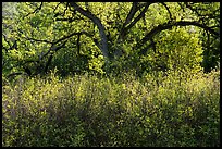 Backlit oak tree in the spring. Berryessa Snow Mountain National Monument, California, USA ( color)