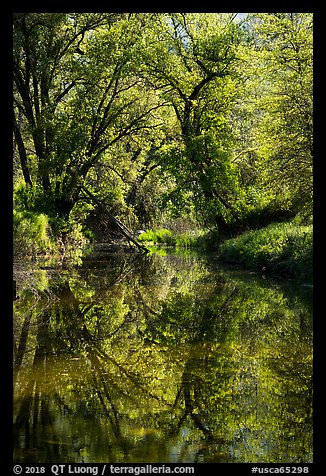 Trees and reflections in Eticuera Creek. Berryessa Snow Mountain National Monument, California, USA (color)