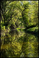 Trees and reflections in Eticuera Creek. Berryessa Snow Mountain National Monument, California, USA ( color)