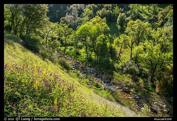 Wildflowers above Eticuera Creek. Berryessa Snow Mountain National Monument, California, USA (color)