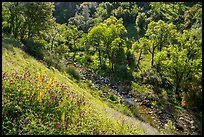 Wildflowers above Eticuera Creek. Berryessa Snow Mountain National Monument, California, USA ( color)