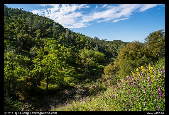 Wildflowers and hills above Eticuera Creek. Berryessa Snow Mountain National Monument, California, USA (color)