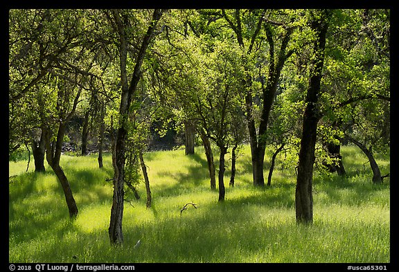 Oaks and grasses in spring, Knoxville Wildlife Area. Berryessa Snow Mountain National Monument, California, USA (color)