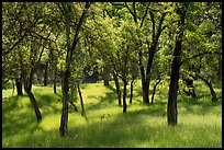 Oaks and grasses in spring, Knoxville Wildlife Area. Berryessa Snow Mountain National Monument, California, USA ( color)