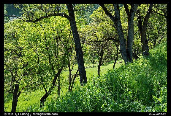 Wildflowers and oak trees in spring. Berryessa Snow Mountain National Monument, California, USA (color)