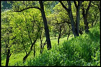 Wildflowers and oak trees in spring. Berryessa Snow Mountain National Monument, California, USA ( color)