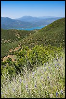 Wildflowers, Indian Springs Reservoir, and Snow Mountain. Berryessa Snow Mountain National Monument, California, USA ( color)