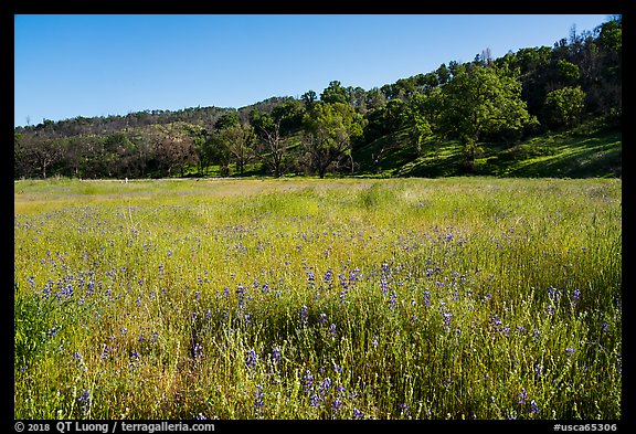 Meadow with wildflowers, Cache Creek Wilderness. Berryessa Snow Mountain National Monument, California, USA (color)