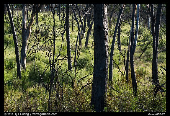 Charred trees, Cache Creek Wilderness. Berryessa Snow Mountain National Monument, California, USA (color)