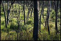 Charred trees, Cache Creek Wilderness. Berryessa Snow Mountain National Monument, California, USA ( color)