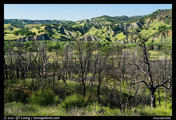 Charred trees and eroded hills, Cache Creek Wilderness. Berryessa Snow Mountain National Monument, California, USA (color)