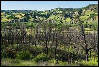 Charred trees and eroded hills, Cache Creek Wilderness. Berryessa Snow Mountain National Monument, California, USA ( color)