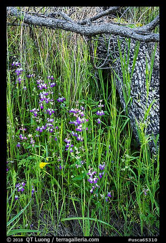 Lupine, grasses, and fallen branches, Cache Creek Wilderness. Berryessa Snow Mountain National Monument, California, USA (color)