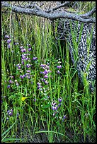 Lupine, grasses, and fallen branches, Cache Creek Wilderness. Berryessa Snow Mountain National Monument, California, USA ( color)
