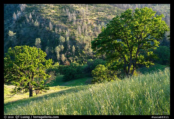Ridge top view in spring, Cache Creek Wilderness. Berryessa Snow Mountain National Monument, California, USA (color)