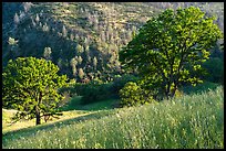 Ridge top view in spring, Cache Creek Wilderness. Berryessa Snow Mountain National Monument, California, USA ( color)