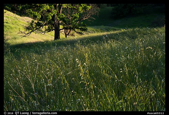 Grasses and oak trees, Cache Creek Wilderness. Berryessa Snow Mountain National Monument, California, USA (color)