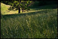 Grasses and oak trees, Cache Creek Wilderness. Berryessa Snow Mountain National Monument, California, USA ( color)