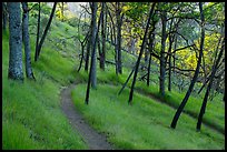 Red Bud Trail curve, Cache Creek Wilderness. Berryessa Snow Mountain National Monument, California, USA ( color)