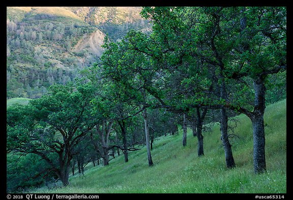 Blue Oaks on steep slope, Cache Creek Wilderness. Berryessa Snow Mountain National Monument, California, USA (color)