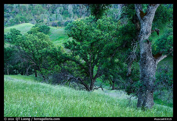 Blue Oak trees and valley in springtime, Cache Creek Wilderness. Berryessa Snow Mountain National Monument, California, USA (color)