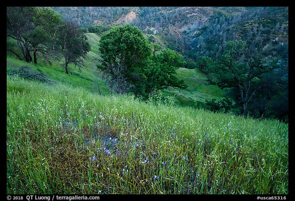 Wildflowers, oak trees, and valley in the spring, Cache Creek Wilderness. Berryessa Snow Mountain National Monument, California, USA (color)
