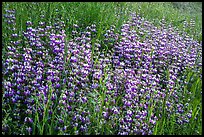 Dense lupine patch, Cache Creek Wilderness. Berryessa Snow Mountain National Monument, California, USA ( color)