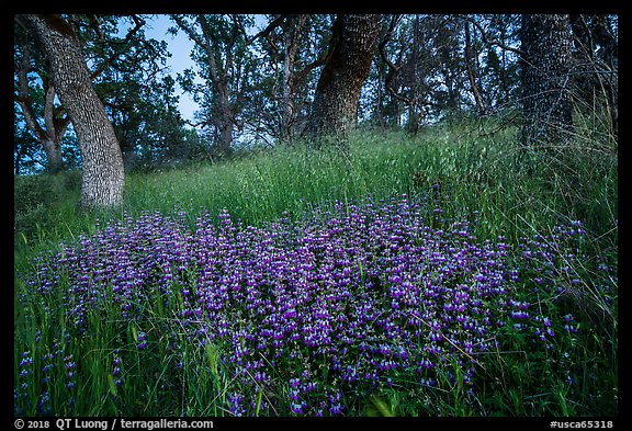 Lupine and oak trees, Cache Creek Wilderness. Berryessa Snow Mountain National Monument, California, USA (color)