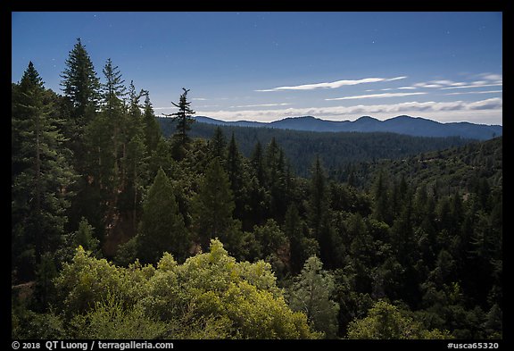 Fir forest at night. Berryessa Snow Mountain National Monument, California, USA (color)