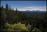 Fir forest at night. Berryessa Snow Mountain National Monument, California, USA ( color)