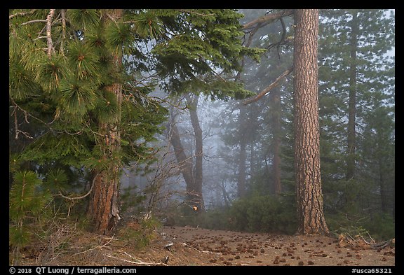 Pine trees and fog. Berryessa Snow Mountain National Monument, California, USA (color)