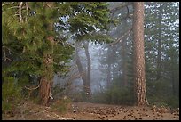 Pine trees and fog. Berryessa Snow Mountain National Monument, California, USA ( color)