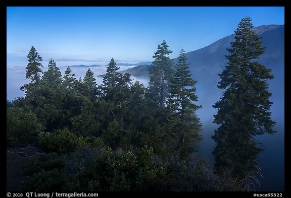 Pine trees above fog, Snow Mountain Wilderness. Berryessa Snow Mountain National Monument, California, USA (color)