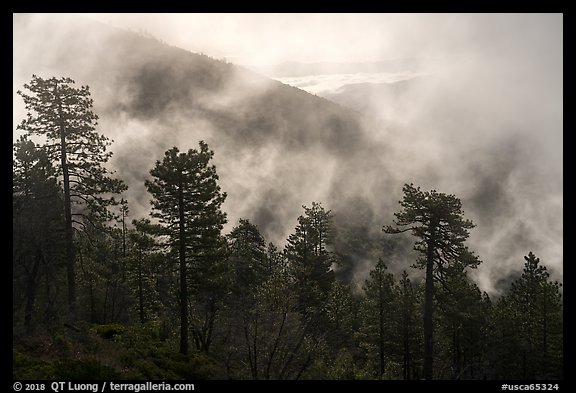 Trees, lifting clouds, and ridges, Snow Mountain. Berryessa Snow Mountain National Monument, California, USA (color)