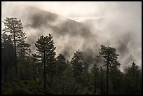 Trees, lifting clouds, and ridges, Snow Mountain. Berryessa Snow Mountain National Monument, California, USA ( color)