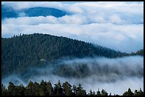 Ridges emerging from sea of clouds, Snow Mountain. Berryessa Snow Mountain National Monument, California, USA ( color)